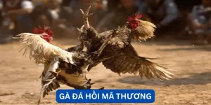 88aa quyền lợi VIP